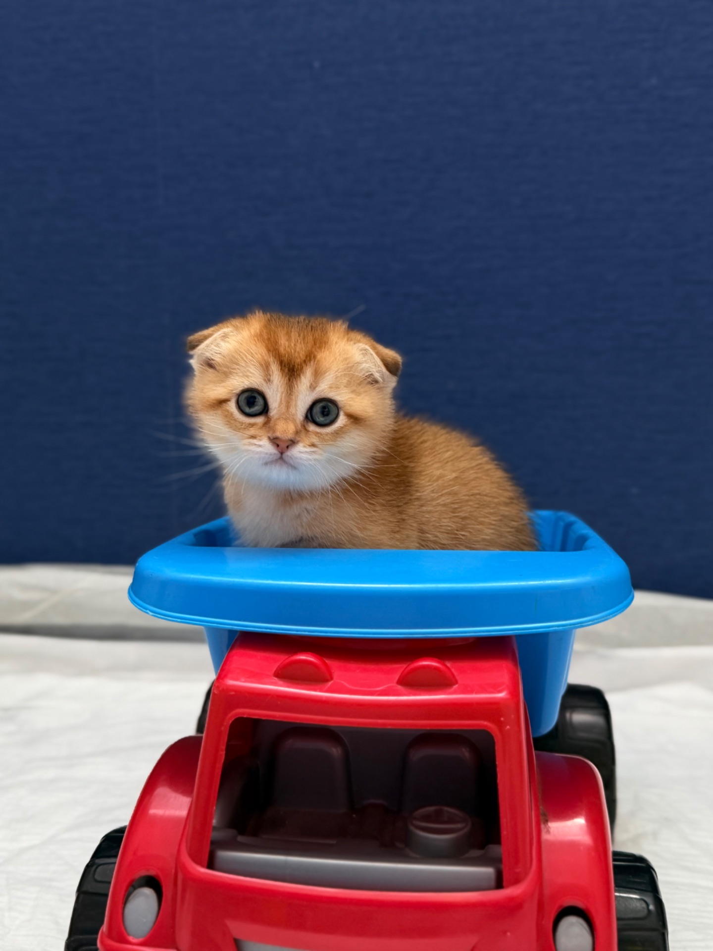 Котята золотой шиншиллы поинт