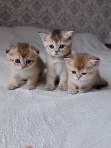 Котята золотой шиншиллы поинт