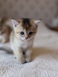 Котята золотой шиншиллы поинт