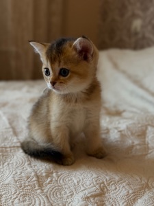 Котята золотой шиншиллы поинт