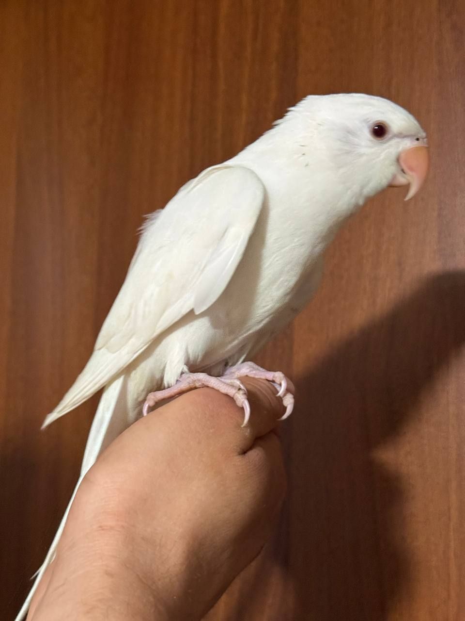 Реально ручной ожереловый попугайчик