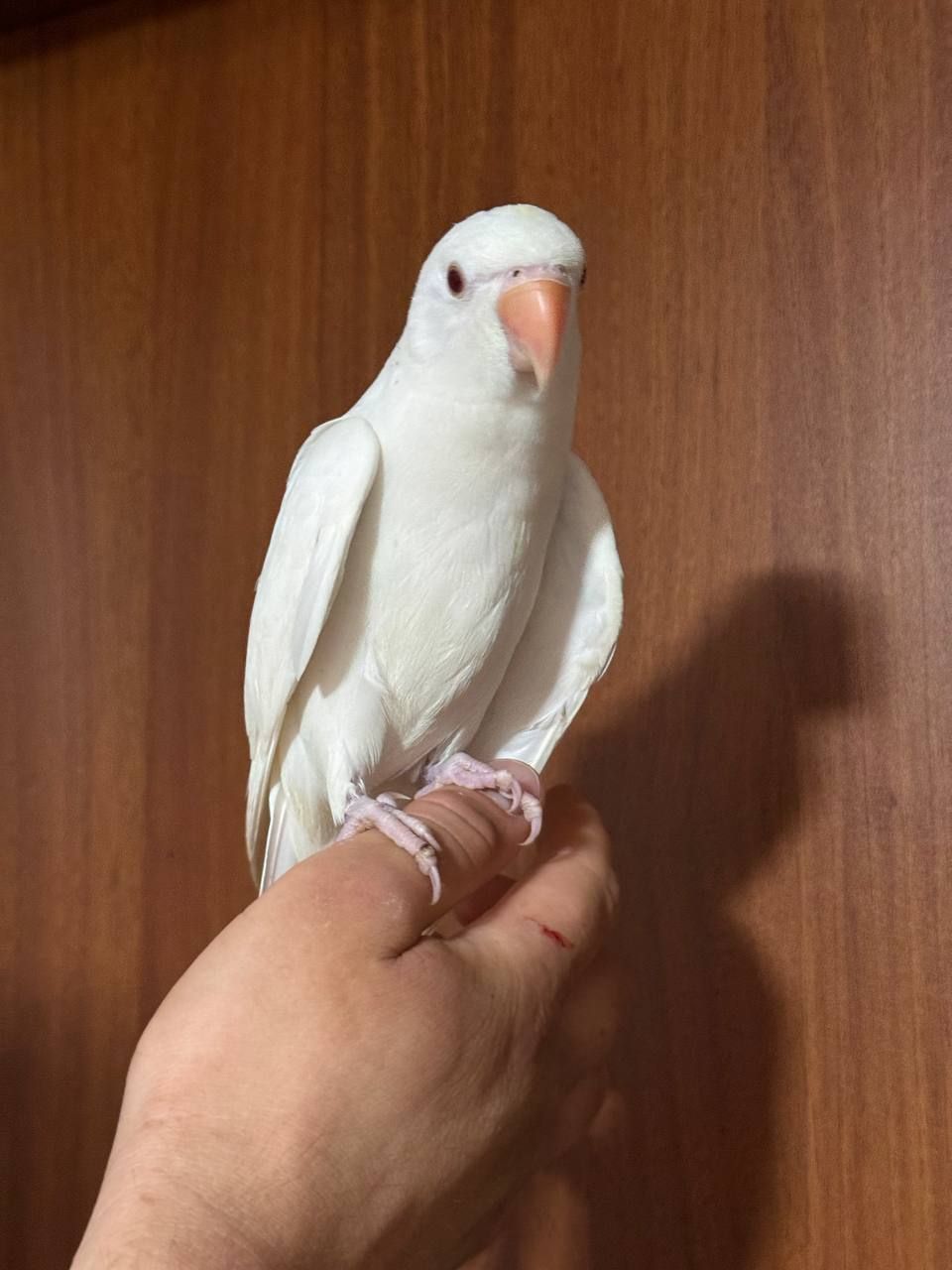 Реально ручной ожереловый попугайчик