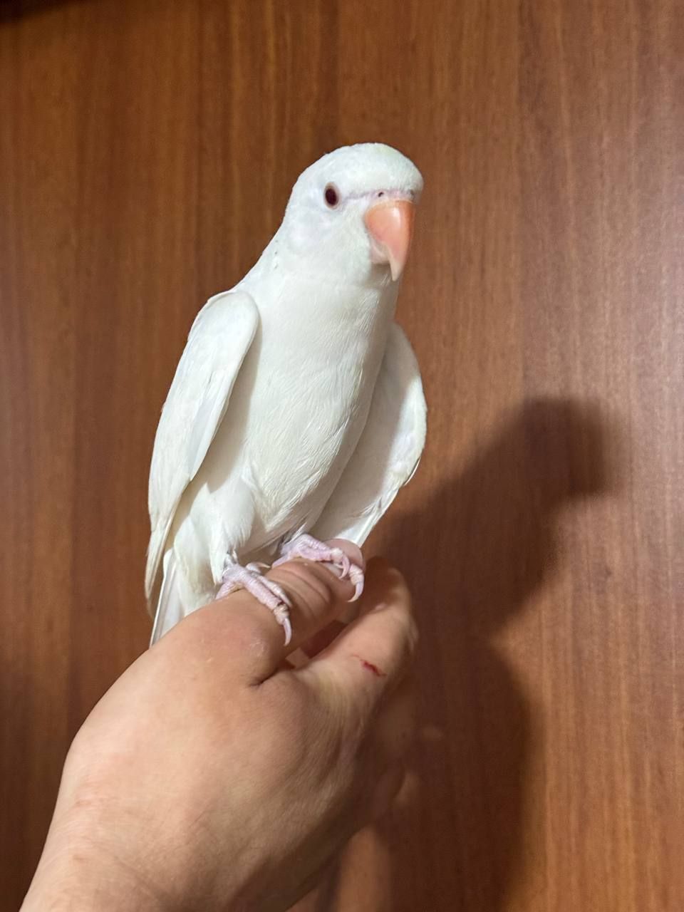 Реально ручной ожереловый попугайчик