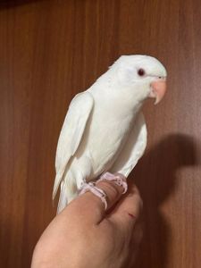 Реально ручной ожереловый попугайчик