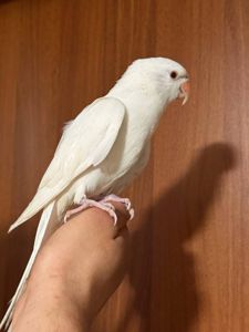 Реально ручной ожереловый попугайчик
