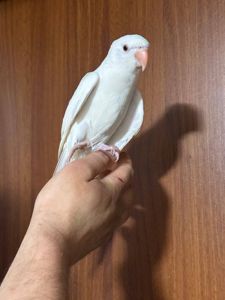Реально ручной ожереловый попугайчик