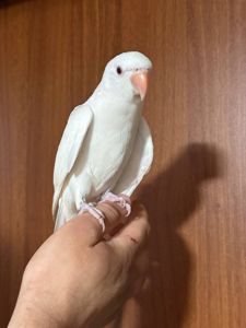 Реально ручной ожереловый попугайчик