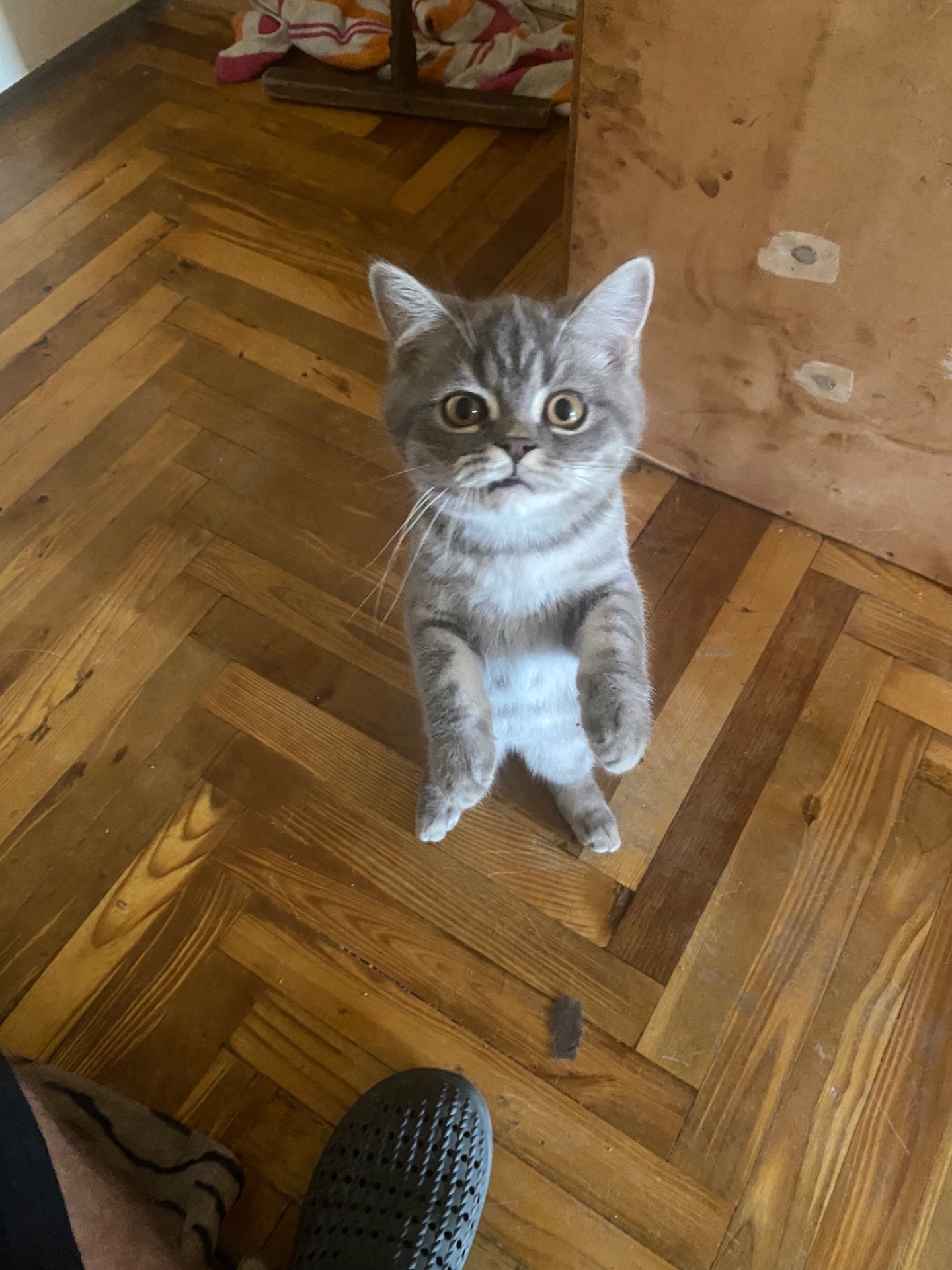 Котик ищет любящий дом