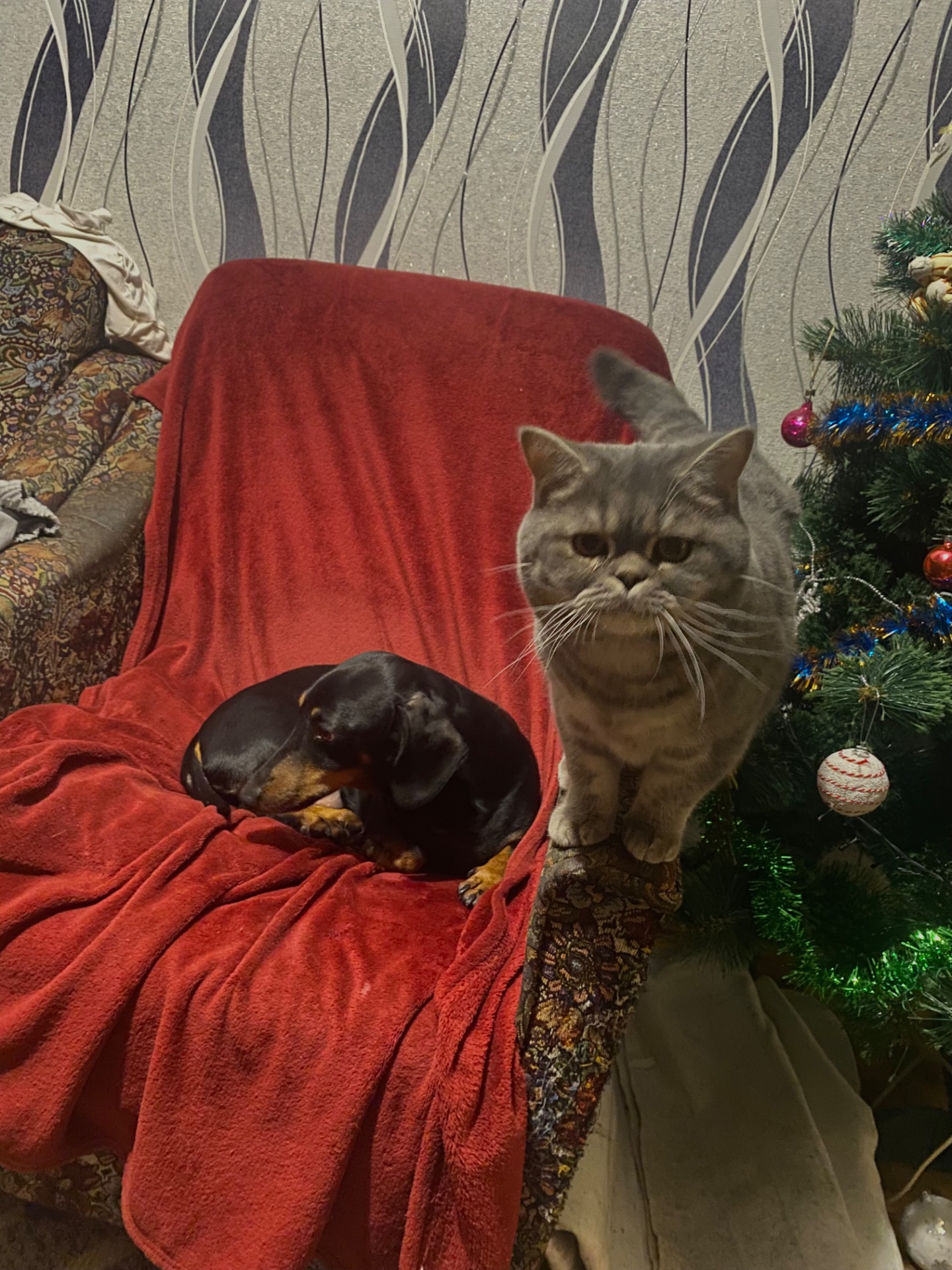 Котик ищет любящий дом