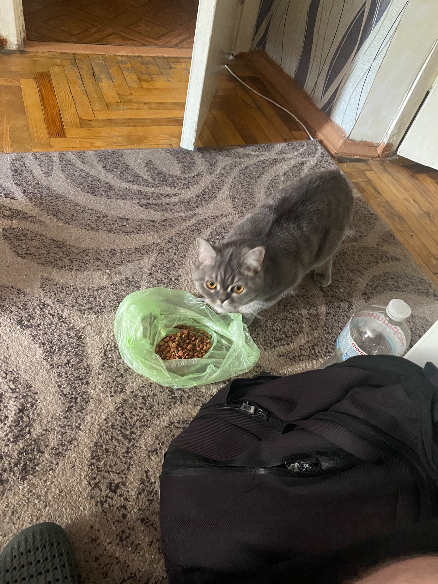 Котик ищет любящий дом
