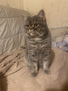 Котик ищет любящий дом