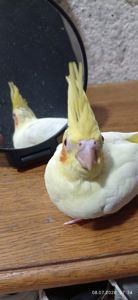 Корела пташеня Зефір