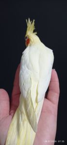 Корела пташеня Зефір