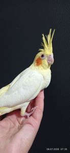 Корела пташеня Зефір