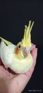 Корела пташеня Зефір