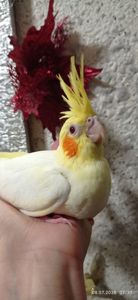 Корела пташеня Зефір