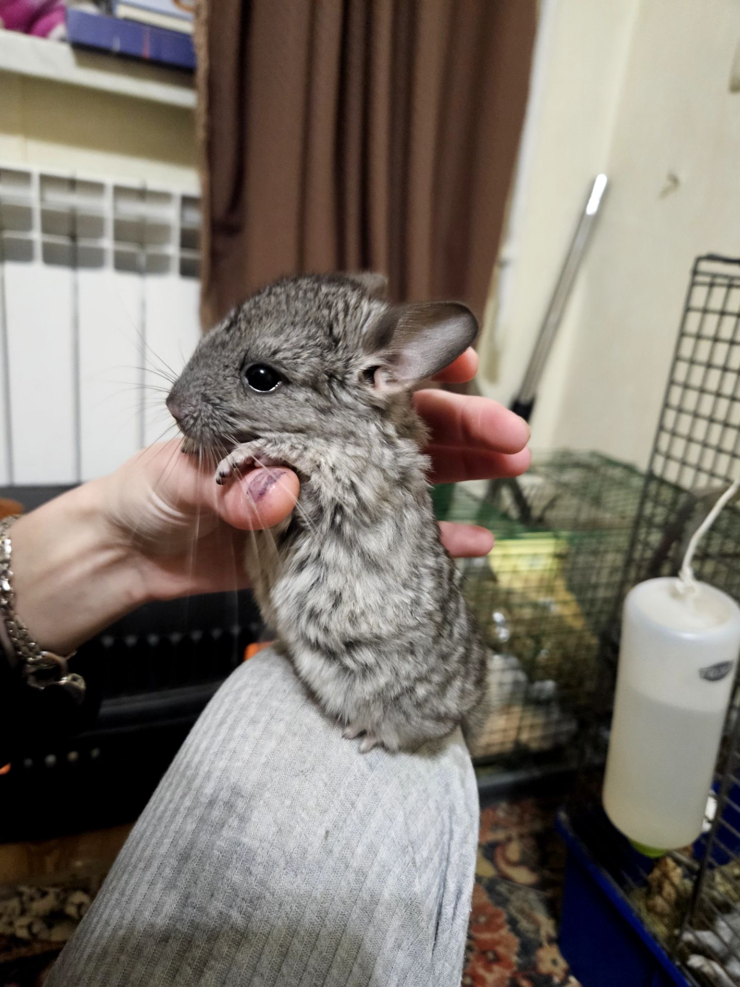 Шиншилла