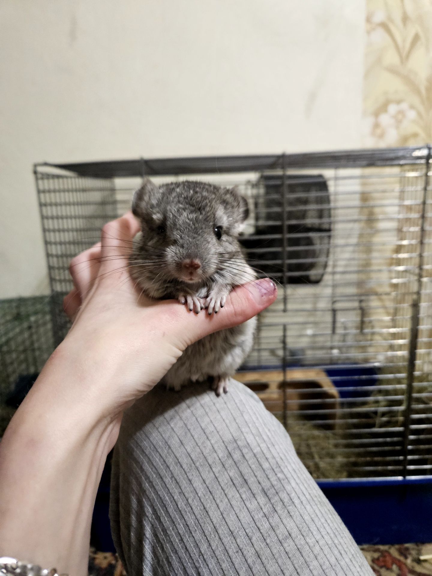 Шиншилла