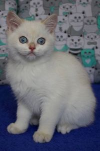 Британська Шиншила