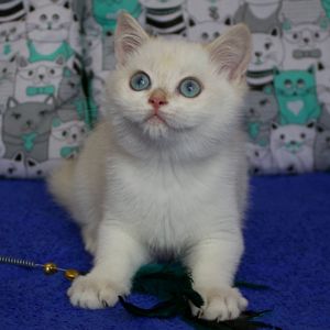 Британська Шиншила