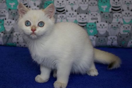 Британська Шиншила