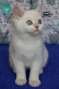 Британська Шиншила