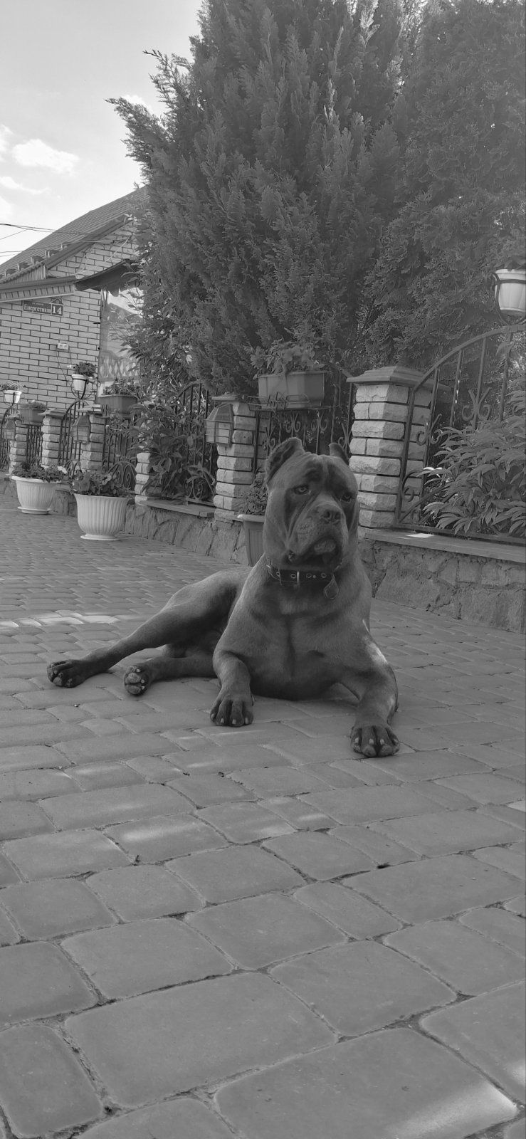 Красуні Cane Corso