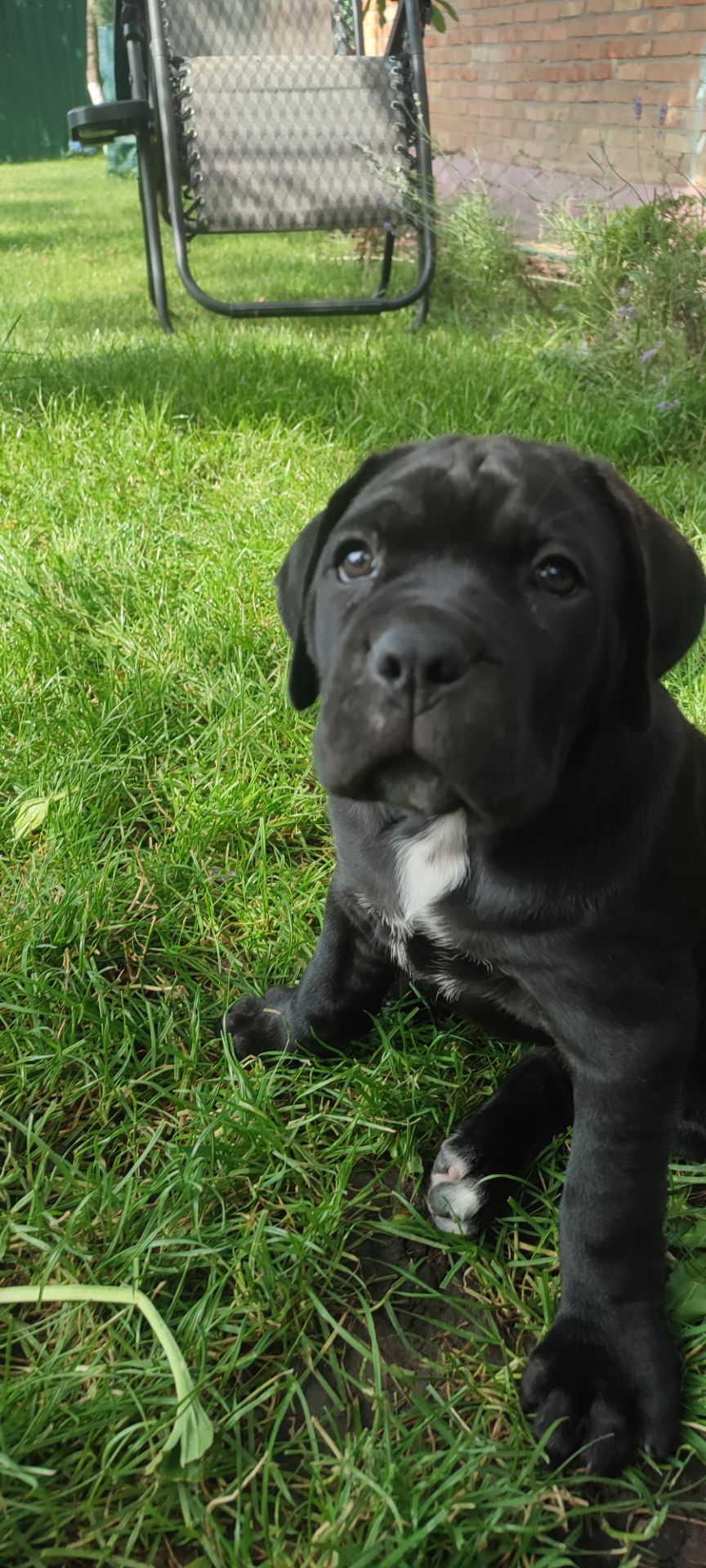 Красуні Cane Corso