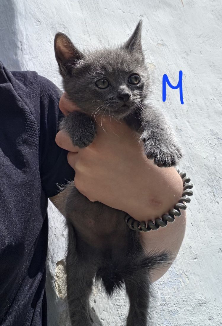 Отдам котят в добрые руки
