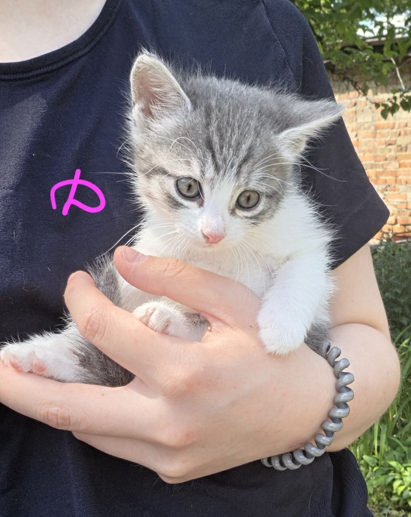 Отдам котят в добрые руки