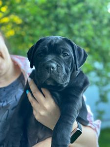 Красуні Cane Corso