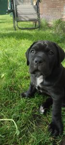 Красуні Cane Corso