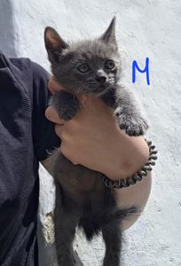 Отдам котят в добрые руки