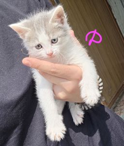 Отдам котят в добрые руки