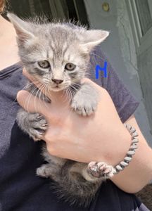 Отдам котят в добрые руки