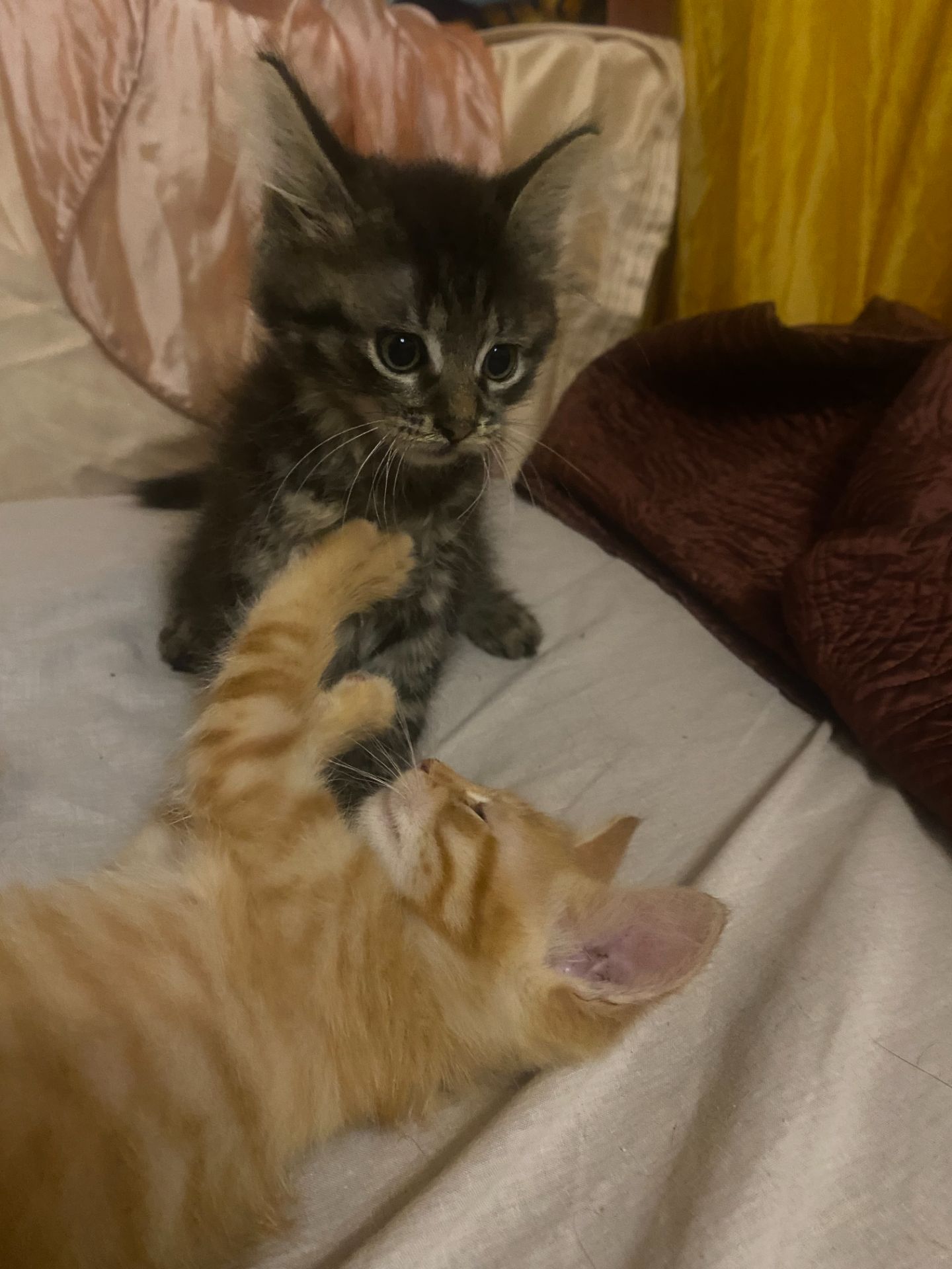 Чудове кошеня в добрі руки