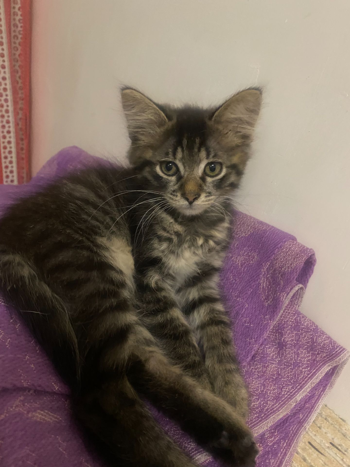 Чудове кошеня в добрі руки