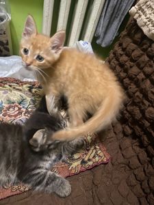 Руденьке кошеня в добрі руки