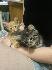 Руденьке кошеня в добрі руки