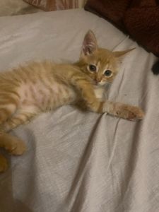 Руденьке кошеня в добрі руки