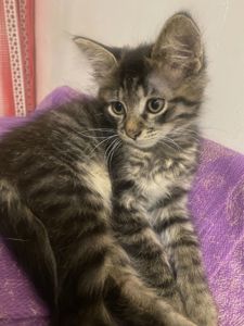 Чудове кошеня в добрі руки