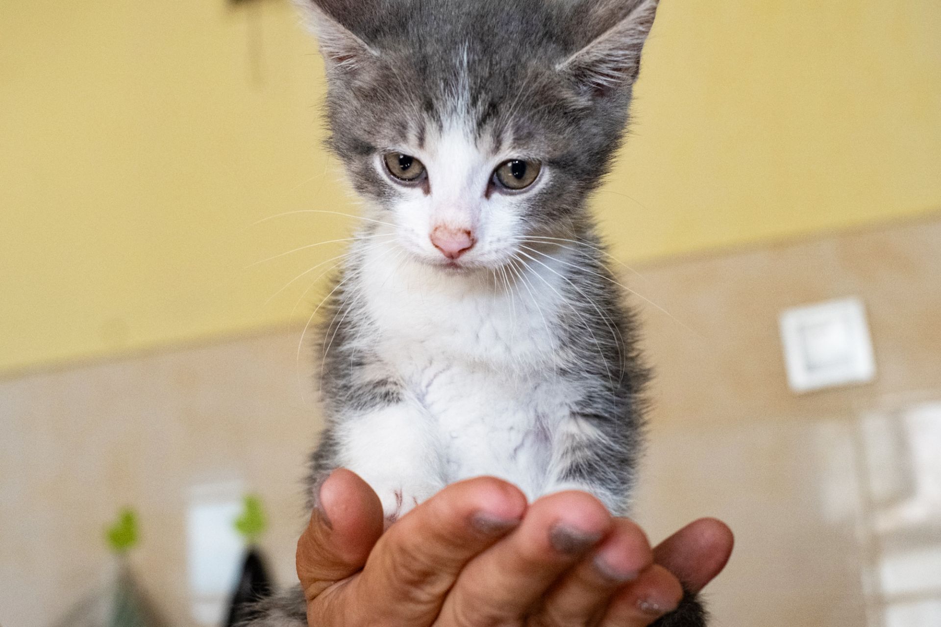 Томмі