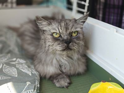 Полєчька