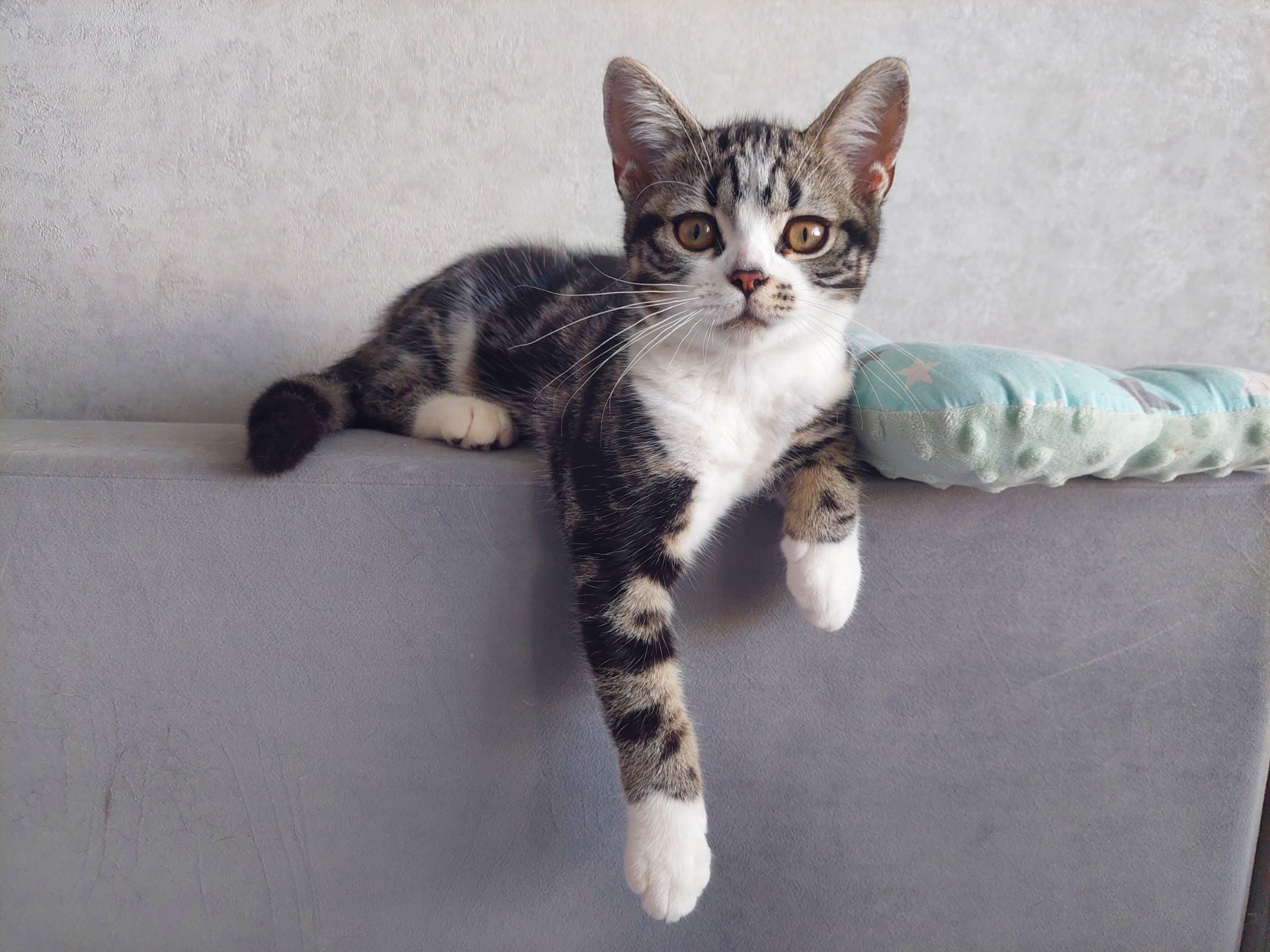Американська короткошерста. Дівчинка