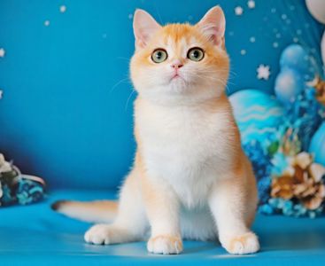 Британская шиншилла