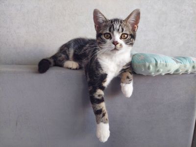 Американська короткошерста. Дівчинка
