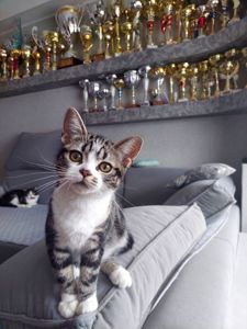 Американська короткошерста. Дівчинка