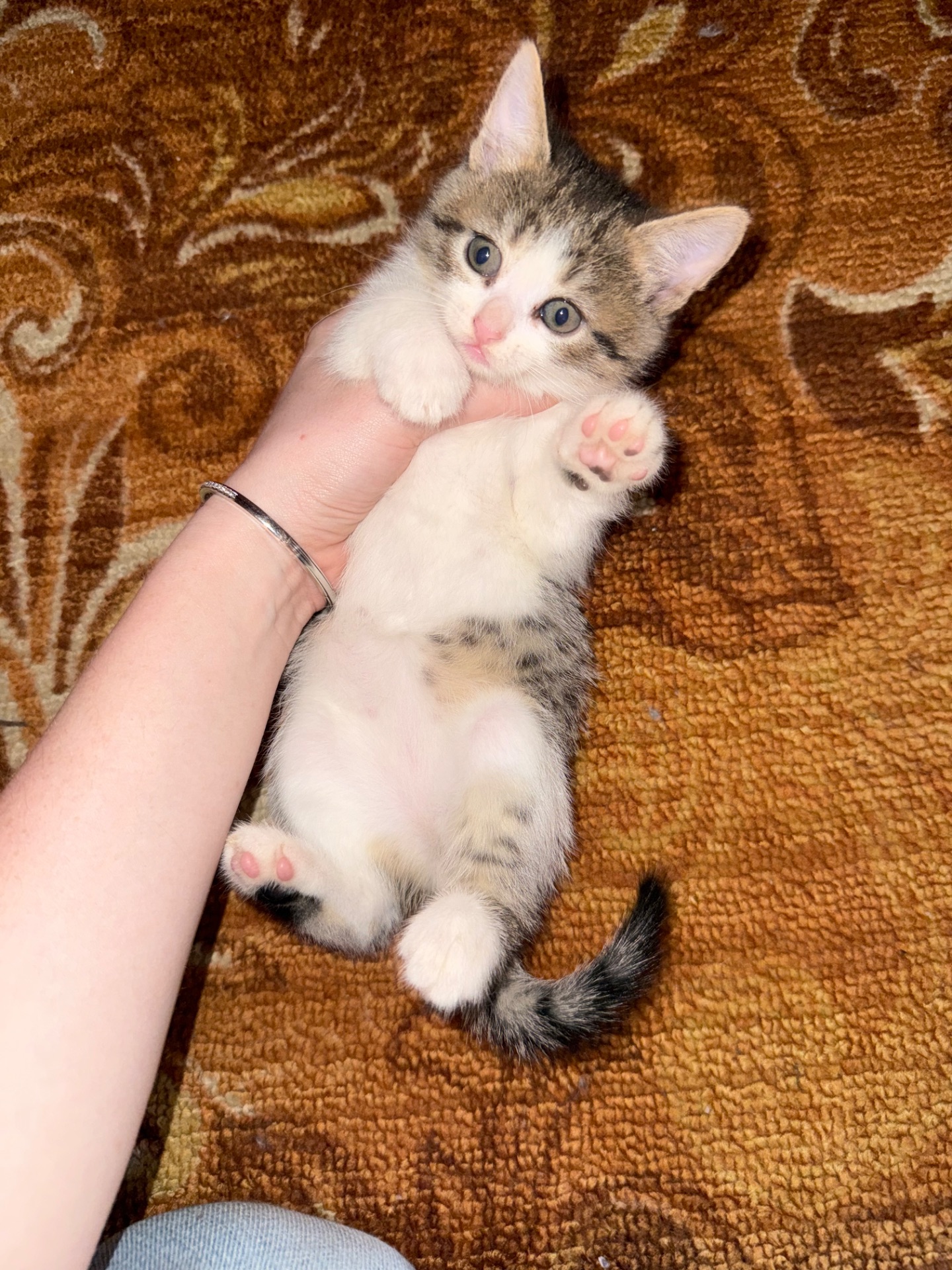 Кошеня дівчинка