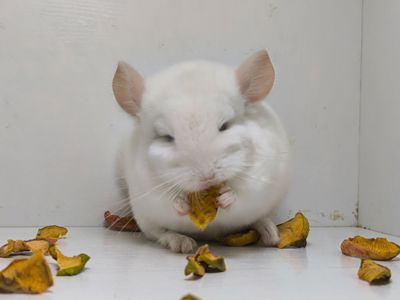 Хлопчик шикарного окрасу