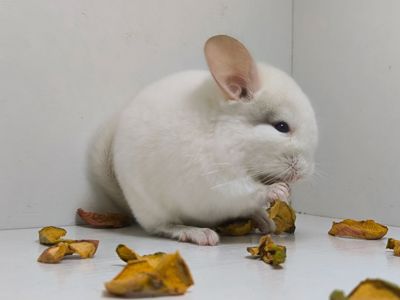 Хлопчик шикарного окрасу